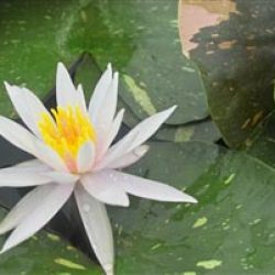 WATER LILY ARC-EN-CIEL BARE ROOT