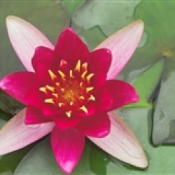 WATER LILY FROEBELI BARE ROOT