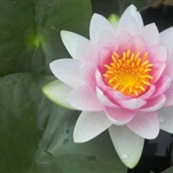 WATER LILY HOLLANDIA (AKA DARWIN) BARE ROOT