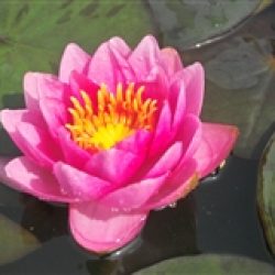 WATER LILY JAMES BRYDON BARE ROOT