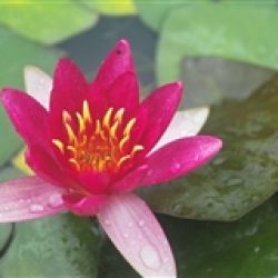 WATER LILY LAYDEKERI FULGENS BARE ROOT