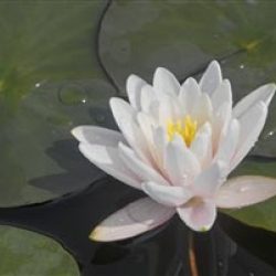 WATERLILY MARLIAC ALBIDA BARE ROOT