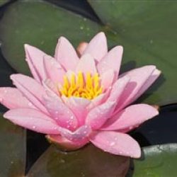 WATER LILY PINK SENSATION BARE ROOT