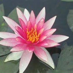 WATER LILY PINK SPARKLE BARE ROOT
