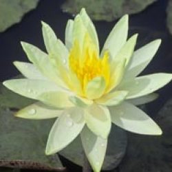WATER LILY TEXAS DAWN BARE ROOT