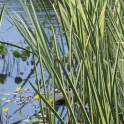 SWEETFLAG — VARIEGATED BARE ROOT