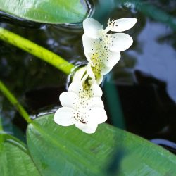 WATER HAWTHORNE BARE ROOT