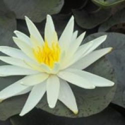 WATER LILY YELLOW QUEEN BARE ROOT
